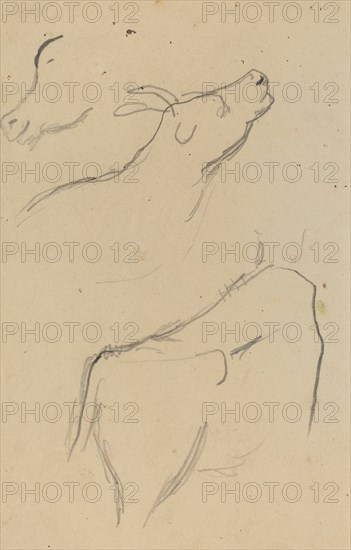 Studies of a Cow [verso], 1884-1888.