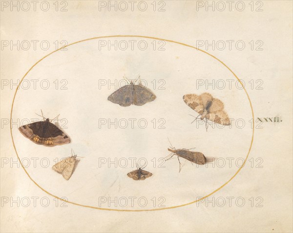 Plate 32: Six Moths, c. 1575/1580.
