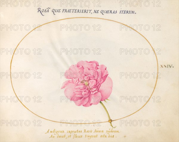 Plate 24: Pink Rose, c. 1575/1580.