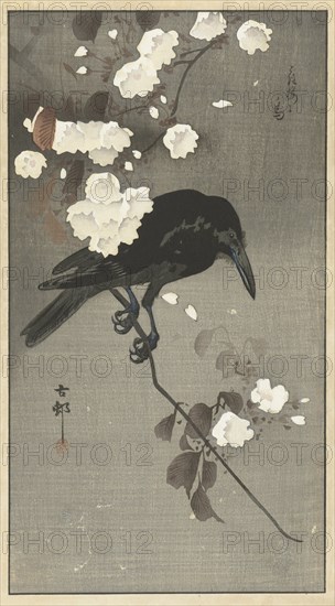 Crow with cherry blossom. Private Collection.