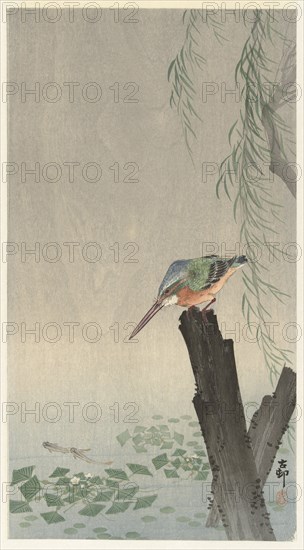 Kingfisher on tree stump. Private Collection.