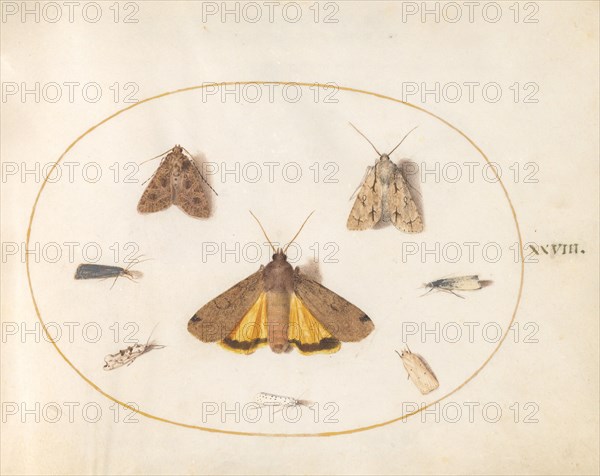 Plate 28: Eight Moths, c. 1575/1580.