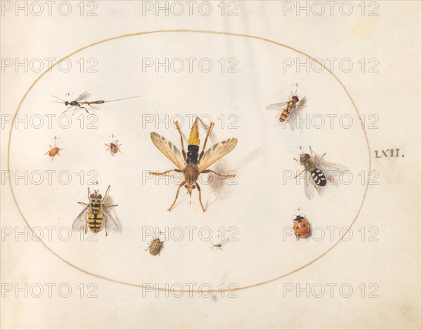 Plate 62: Ten Insects, c. 1575/1580.