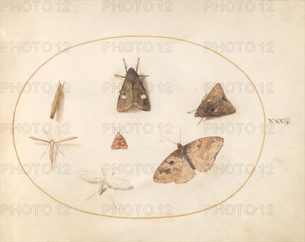 Plate 30: Seven Moths, c. 1575/1580.