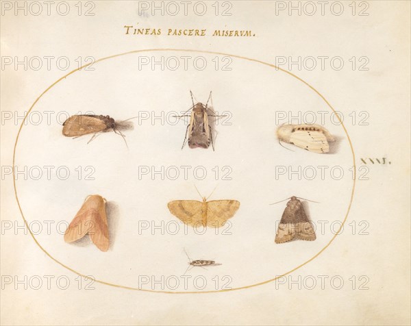 Plate 31: Seven Moths, c. 1575/1580.