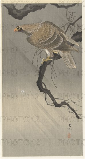 Eagle on branch, 1900-1910. Private Collection.