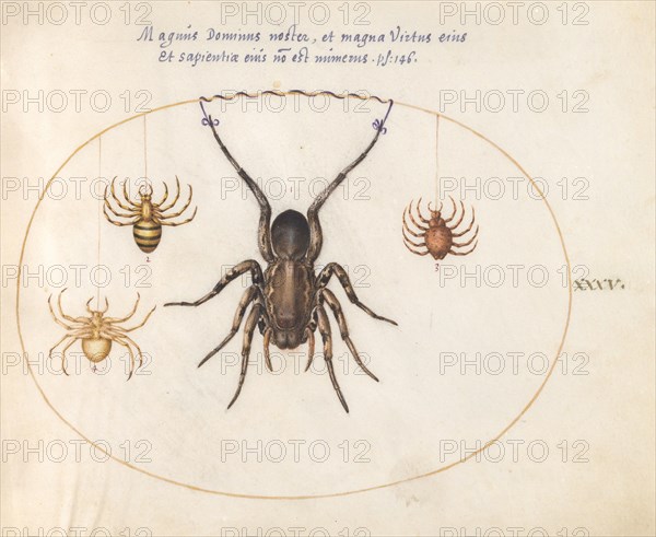 Plate 34: Four Spiders, c. 1575/1580.