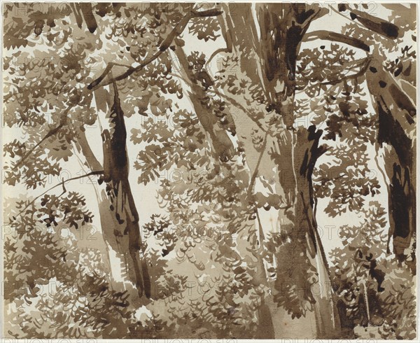 Trees with Dense Undergrowth, 1800/1820.