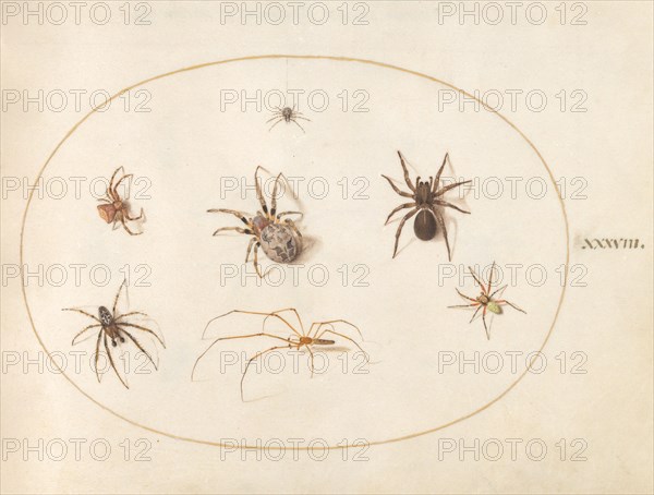 Plate 38: Seven Spiders, c. 1575/1580.