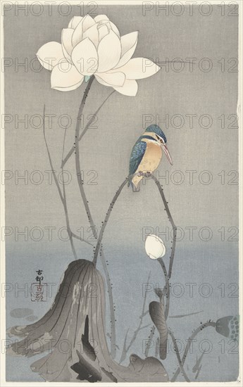 Kingfisher with Lotus Flower. Private Collection.