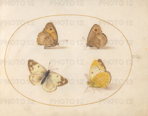 Plate 9: Four Butterflies, c. 1575/1580.