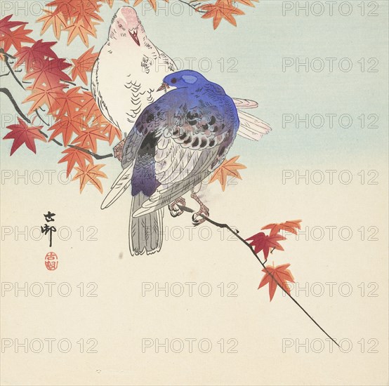 Two pigeons on autumnal branch. Private Collection.