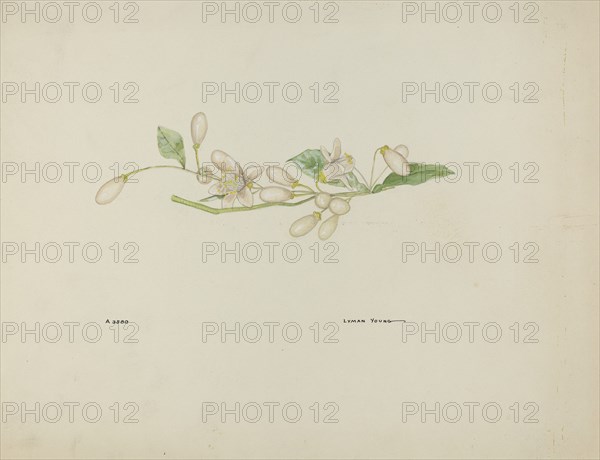 Costume Accessory (Orange Blossoms), c. 1937.