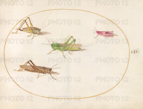 Plate 52: Four Grasshoppers, c. 1575/1580.