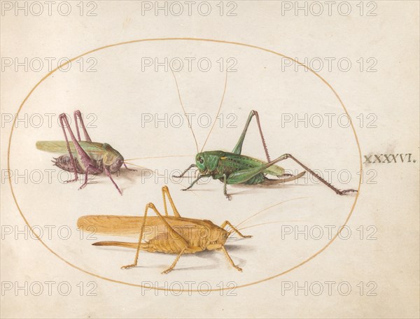 Plate 46: Three Grasshoppers, c. 1575/1580.