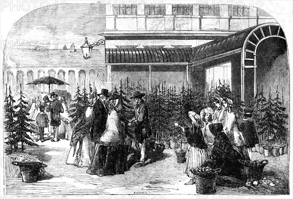 Christmas Trees in Covent Garden Market, 1854. Creator: Edmund Evans.