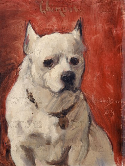 The "Chinese" dog, 1884.