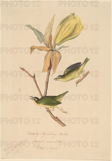 Kentucky Fly-catching Warbler, 1830s.