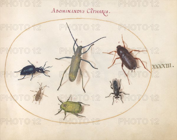 Plate 43: Beetles and Insects, c. 1575/1580.