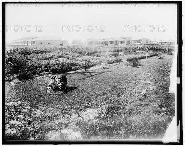 War Garden Commission, between 1910 and 1920.