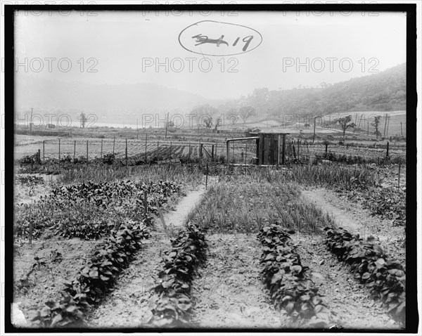 War Garden Commission, between 1910 and 1920.