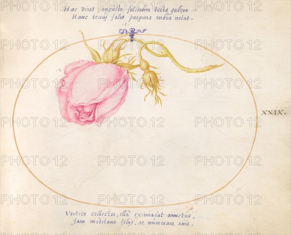Plate 29: Pink Rose and Rosebud, c. 1575/1580.