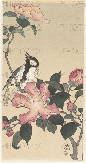 Great tit on branch with pink flowers. Private Collection.