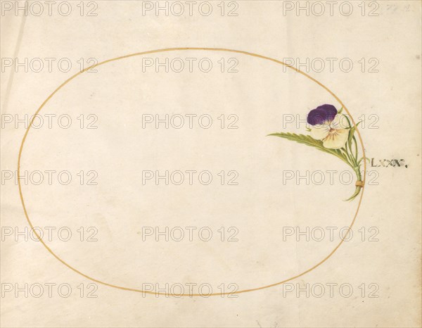 Plate 80: Purple and Yellow Viola, c. 1575/1580.