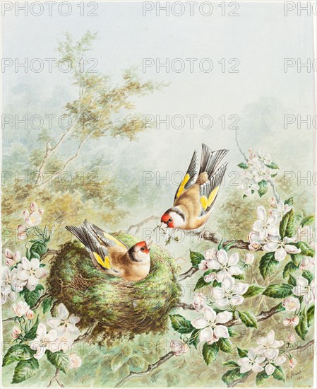 Gold Finches and Their Nest in an Apple Tree, 1878.