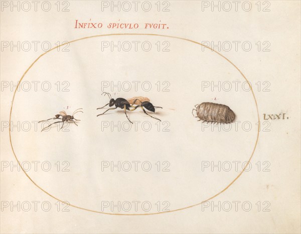 Plate 71: Two Wasps and a Pill Bug, c. 1575/1580.