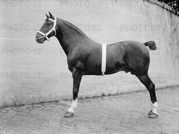 Horse Shows - Mclean, John Roll. His Horses, 1912.