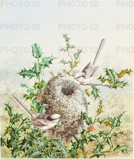 Coral Buntings and Their Nest in a Holly Tree, 1878.