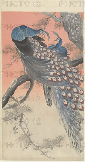 Two Peacocks on a Tree Branch, 1900-1910. Private Collection.