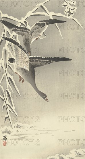 Two white-fronted geese in snowy landscape. Private Collection.