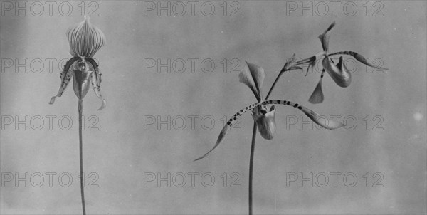 White House orchids, between 1889 and 1906.