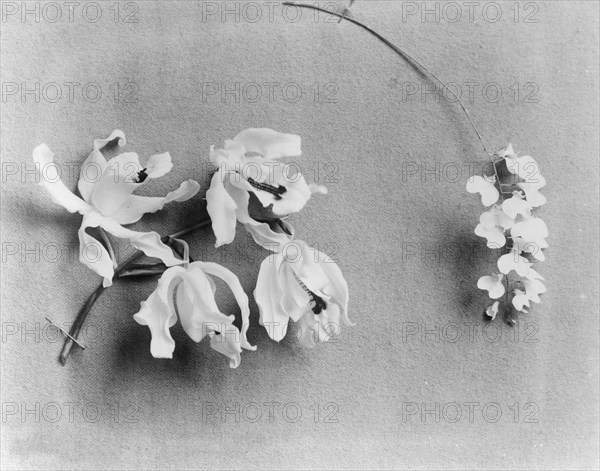 White House orchids, between 1889 and 1906.
