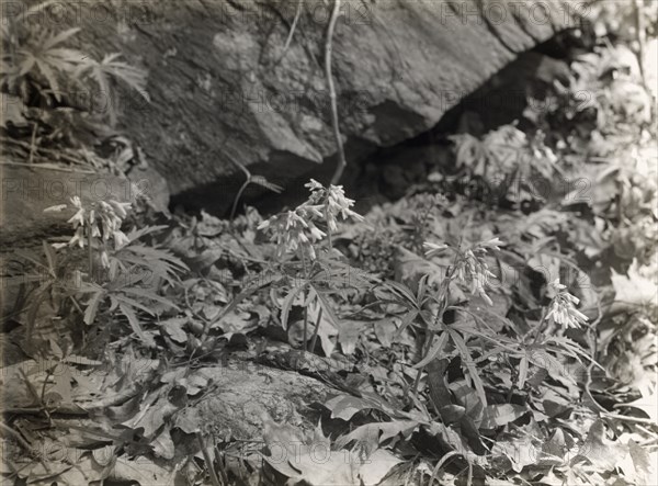 Wildflowers in bloom, between 1915 and 1935.