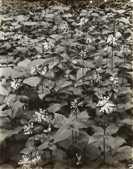 Wildflowers in bloom, between 1915 and 1935.