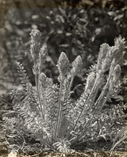 Wildflowers in bloom, between 1915 and 1935.