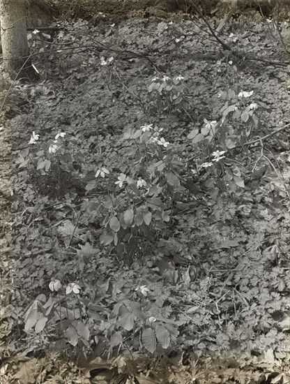 Wildflowers in bloom, between 1915 and 1935.