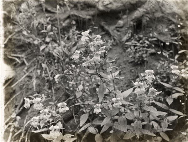 Wildflowers in bloom , between 1915 and 1935.