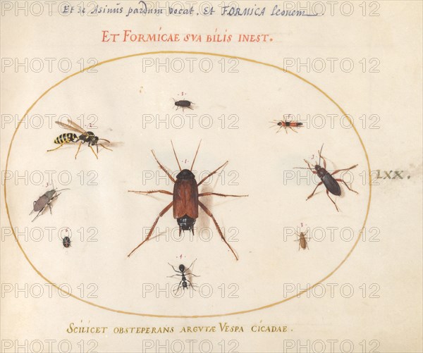 Plate 70: A Roach Surrounded by Insects, c. 1575/1580.