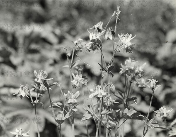 Columbine (aguilegia), between 1910 and 1935.