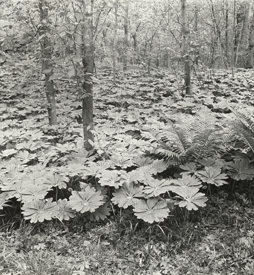 Mayapple (podophyllum), between 1915 and 1935.