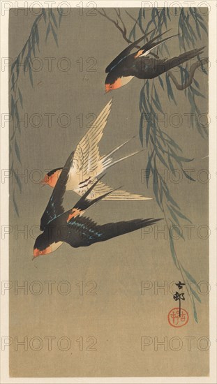Three red-rumped swallows in a dive, 1920-1930. Private Collection.