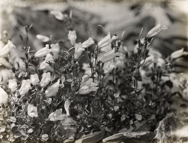 Bell Flower (campanula), between 1915 and 1935.