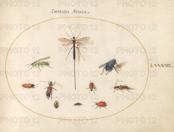 Plate 78: Ten Insects, Including a Blue Fly, c. 1575/1580.