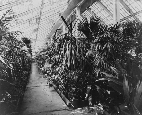 White House conservatory, Washington, D.C., 1890.