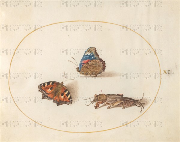Plate 11: Two Butterflies and a Mole Cricket, c. 1575/1580.
