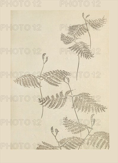 Illustration from "Shin bijutsukai", 1901-1902. Creators: Sekka, Kamisaka (1866-1942), Korin, Furuya (1875-1910)